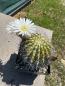 Preview: Acanthocalycium klimpelianum